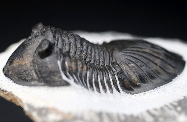 パーフェクトワン、扇のような尾板を持つ、モロッコ産の三葉虫、パラレジュルス（Paralejurus  spatuliformis）（その10）