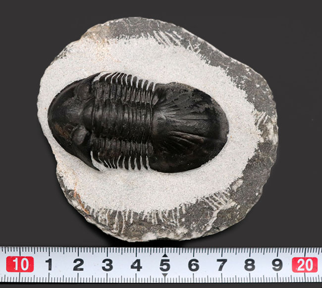 パーフェクトワン、扇のような尾板を持つ、モロッコ産の三葉虫、パラレジュルス（Paralejurus  spatuliformis）（その11）