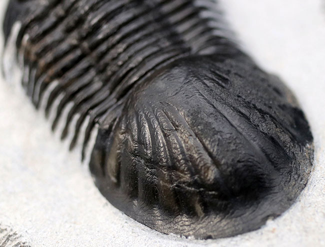 パーフェクトワン、扇のような尾板を持つ、モロッコ産の三葉虫、パラレジュルス（Paralejurus  spatuliformis）（その5）