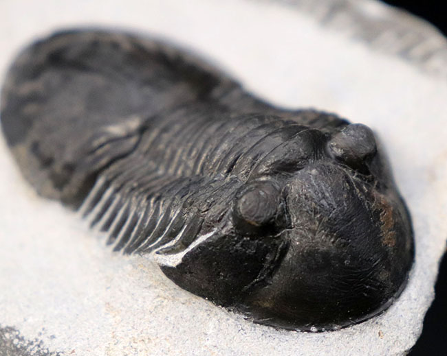 パーフェクトワン、扇のような尾板を持つ、モロッコ産の三葉虫、パラレジュルス（Paralejurus  spatuliformis）（その6）