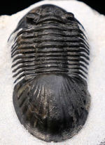 パーフェクトワン、扇のような尾板を持つ、モロッコ産の三葉虫、パラレジュルス（Paralejurus  spatuliformis）