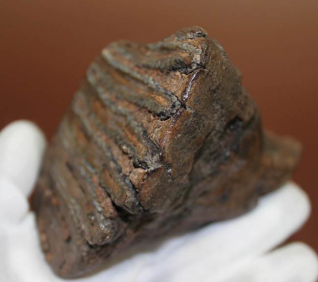 ケナガマンモス　臼歯　化石 歯根、歯冠ともによく保存された上質のケナガマンモス