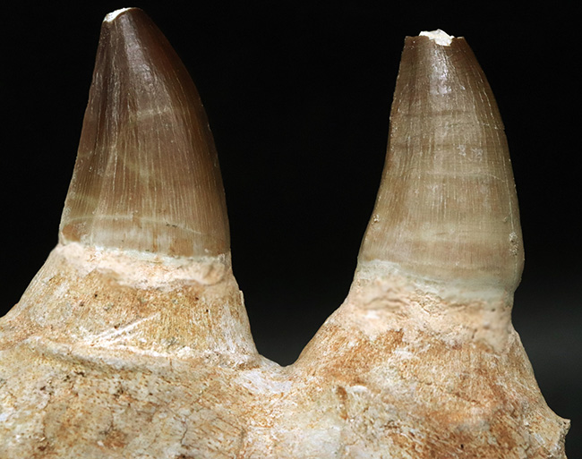 非常に希少なPrognathodonモササウルスの顎の化石 非常に希少なPrognathodonモササウルスの顎の化石