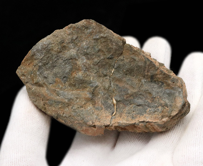 カーブ計測10センチ超え!モロッコのオルドビス紀の地層より採集された三葉虫、カリメネ(Calymene)の化石(その3)
