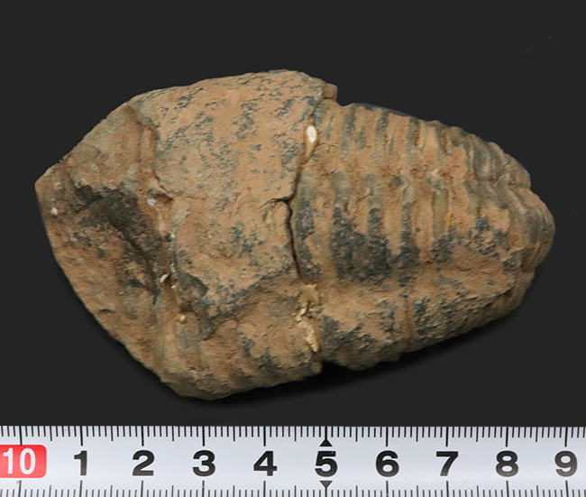 カーブ計測10センチ超え!モロッコのオルドビス紀の地層より採集された三葉虫、カリメネ(Calymene)の化石(その5)