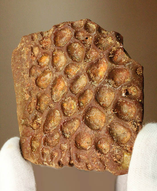 白亜紀のクロコダイル（ワニ）の鱗板装甲の化石（その1）