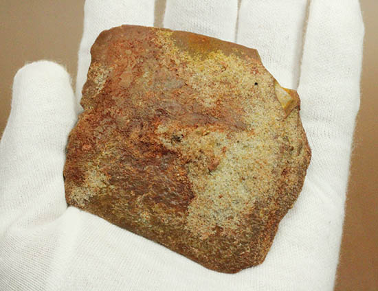 白亜紀のクロコダイル（ワニ）の鱗板装甲の化石（その12）