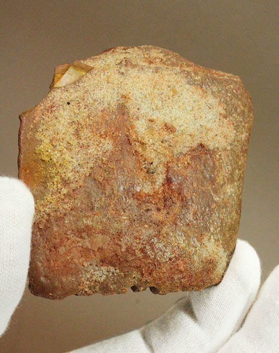 白亜紀のクロコダイル（ワニ）の鱗板装甲の化石（その14）