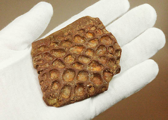 白亜紀のクロコダイル（ワニ）の鱗板装甲の化石（その4）