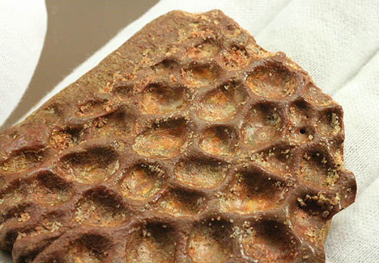白亜紀のクロコダイル（ワニ）の鱗板装甲の化石（その5）