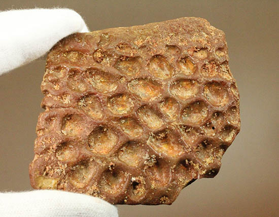 白亜紀のクロコダイル（ワニ）の鱗板装甲の化石（その7）