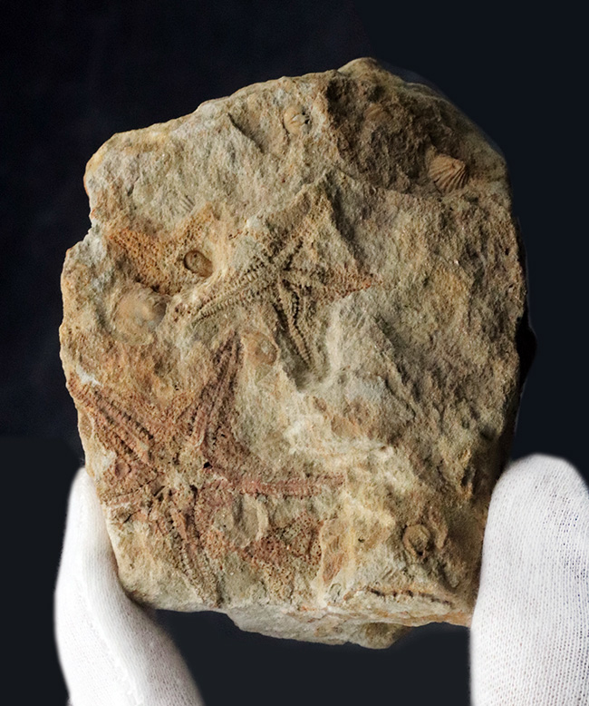 およそ４億５千万年前に棲息していた古代のヒトデ、ペトラスター（Petraster）の群集化石（その1）