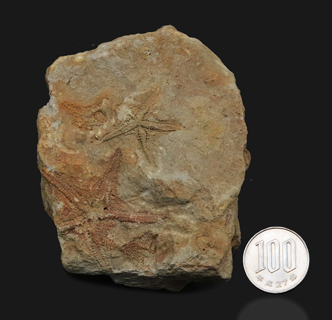 およそ４億５千万年前に棲息していた古代のヒトデ、ペトラスター（Petraster）の群集化石（その10）