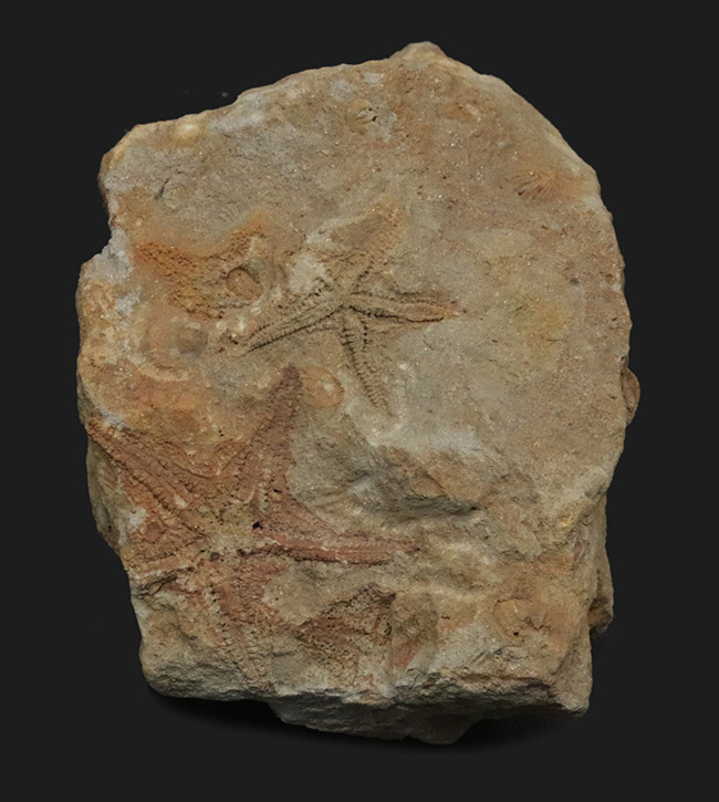 およそ４億５千万年前に棲息していた古代のヒトデ、ペトラスター（Petraster）の群集化石（その2）