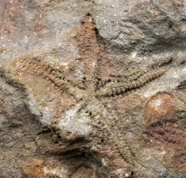 およそ４億５千万年前に棲息していた古代のヒトデ、ペトラスター（Petraster）の群集化石（その3）