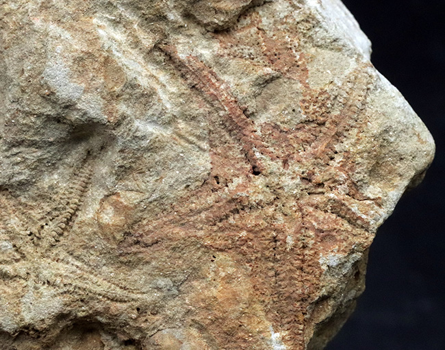 およそ４億５千万年前に棲息していた古代のヒトデ、ペトラスター（Petraster）の群集化石（その4）
