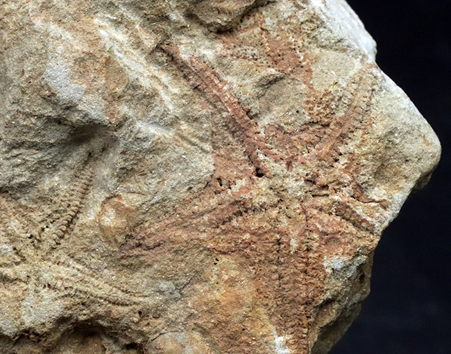 およそ4億5千万年前に棲息していた古代のヒトデ、ペトラスター