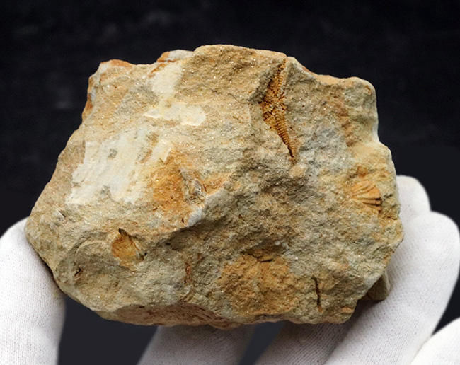およそ４億５千万年前に棲息していた古代のヒトデ、ペトラスター（Petraster）の群集化石（その5）
