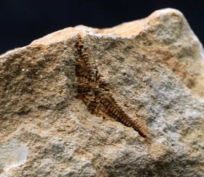 およそ４億５千万年前に棲息していた古代のヒトデ、ペトラスター（Petraster）の群集化石（その6）