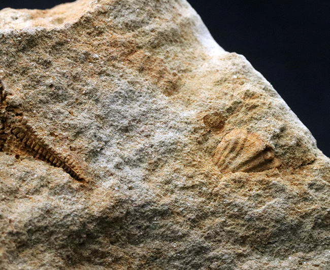 およそ４億５千万年前に棲息していた古代のヒトデ、ペトラスター（Petraster）の群集化石（その7）