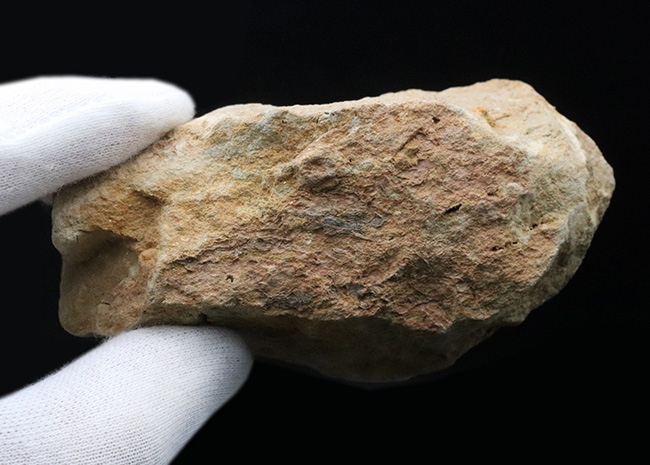 およそ４億５千万年前に棲息していた古代のヒトデ、ペトラスター（Petraster）の群集化石（その8）