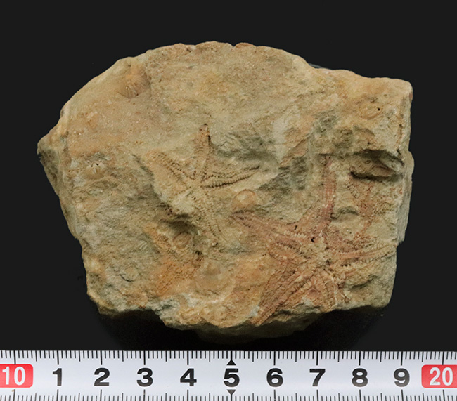 およそ４億５千万年前に棲息していた古代のヒトデ、ペトラスター（Petraster）の群集化石（その9）