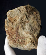 およそ４億５千万年前に棲息していた古代のヒトデ、ペトラスター（Petraster）の群集化石