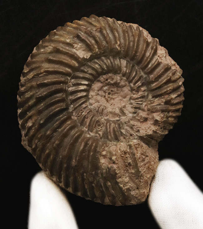 ドイツのジュラ紀中期の地層から発見されたアンモナイト、パーキンソニア(Parkinsonia)(その1)