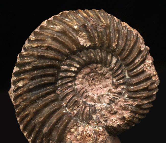 ドイツのジュラ紀中期の地層から発見されたアンモナイト、パーキンソニア(Parkinsonia)(その2)