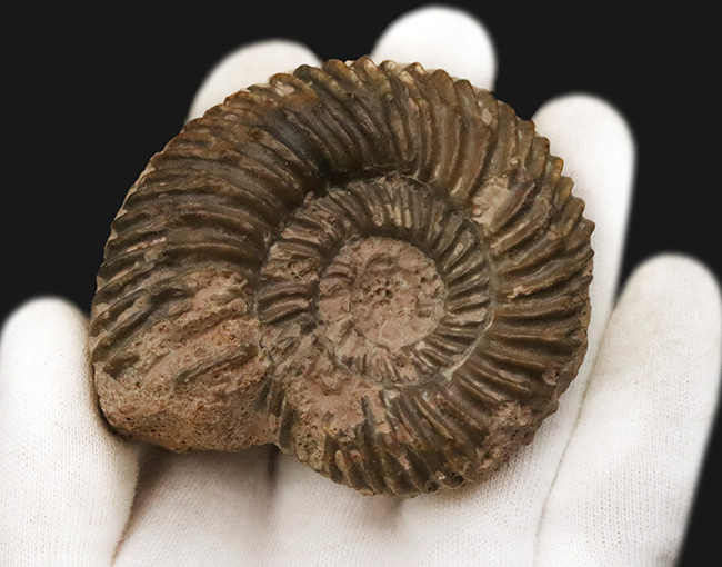 ドイツのジュラ紀中期の地層から発見されたアンモナイト、パーキンソニア(Parkinsonia)(その3)