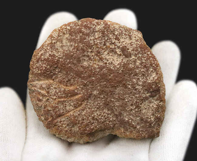 ドイツのジュラ紀中期の地層から発見されたアンモナイト、パーキンソニア(Parkinsonia)(その4)