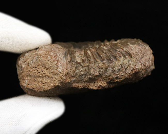 ドイツのジュラ紀中期の地層から発見されたアンモナイト、パーキンソニア(Parkinsonia)(その5)
