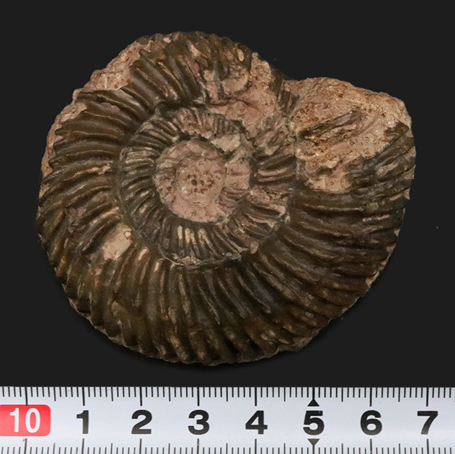 ドイツのジュラ紀中期の地層から発見されたアンモナイト、パーキンソニア(Parkinsonia)(その6)