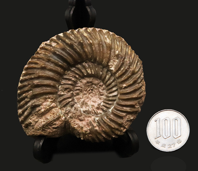 ドイツのジュラ紀中期の地層から発見されたアンモナイト、パーキンソニア(Parkinsonia)(その7)