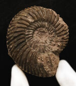 ドイツのジュラ紀中期の地層から発見されたアンモナイト、パーキンソニア（Parkinsonia）