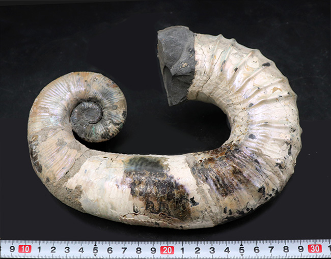 スーパー3Dクリーニング！ロシア産の異常巻きアンモナイト、オードリ