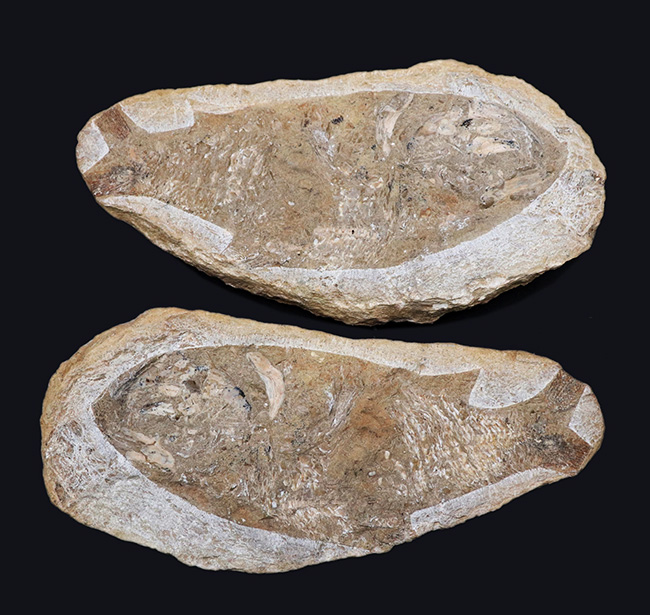 コレクター間で流れるオールドコレクションでのみ入手可能！サービスプライス！ネガポジ揃ったブラジル産のおよそ１億年前の硬骨魚類の化石（その1）