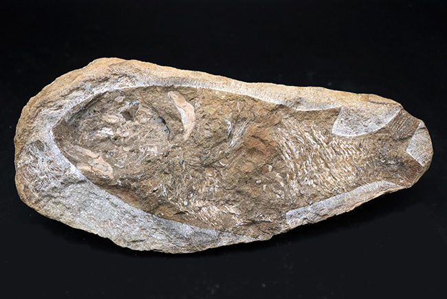 コレクター間で流れるオールドコレクションでのみ入手可能！サービスプライス！ネガポジ揃ったブラジル産のおよそ１億年前の硬骨魚類の化石（その2）