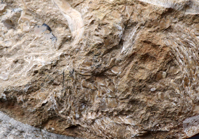 コレクター間で流れるオールドコレクションでのみ入手可能！サービスプライス！ネガポジ揃ったブラジル産のおよそ１億年前の硬骨魚類の化石（その3）