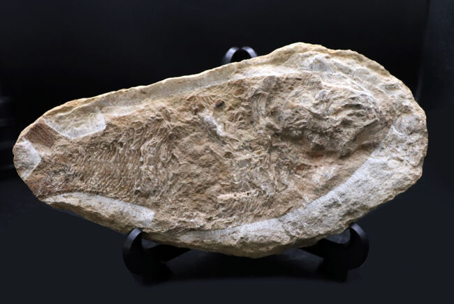 コレクター間で流れるオールドコレクションでのみ入手可能！サービスプライス！ネガポジ揃ったブラジル産のおよそ１億年前の硬骨魚類の化石（その4）