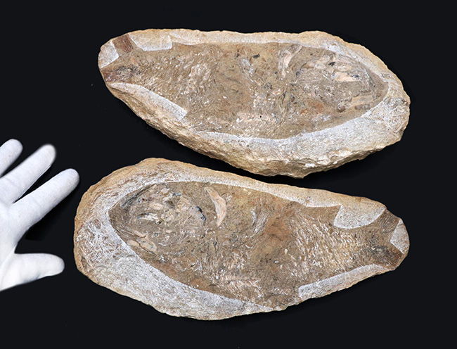 コレクター間で流れるオールドコレクションでのみ入手可能！サービスプライス！ネガポジ揃ったブラジル産のおよそ１億年前の硬骨魚類の化石（その5）