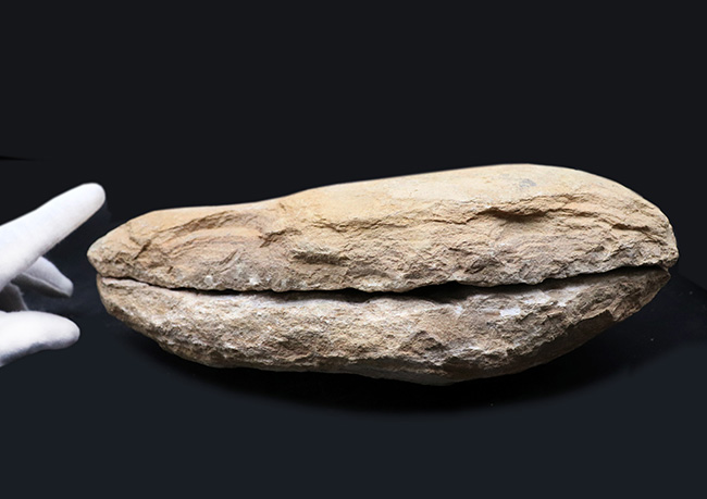 コレクター間で流れるオールドコレクションでのみ入手可能！サービスプライス！ネガポジ揃ったブラジル産のおよそ１億年前の硬骨魚類の化石（その6）