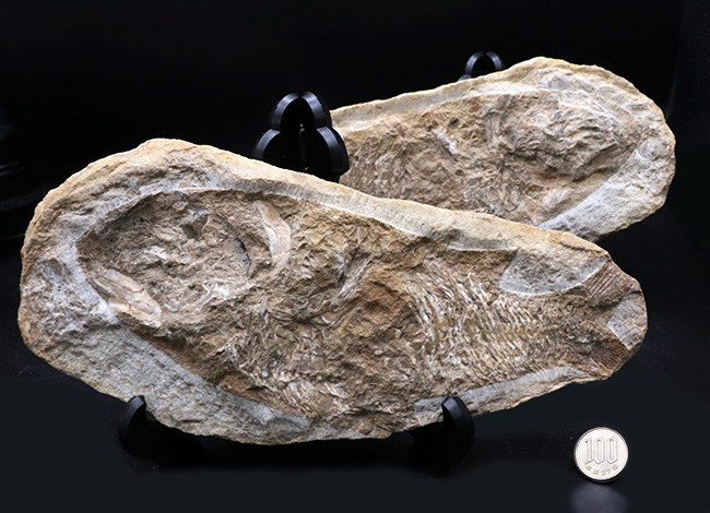 コレクター間で流れるオールドコレクションでのみ入手可能！サービスプライス！ネガポジ揃ったブラジル産のおよそ１億年前の硬骨魚類の化石（その8）