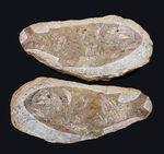 コレクター間で流れるオールドコレクションでのみ入手可能！サービスプライス！ネガポジ揃ったブラジル産のおよそ１億年前の硬骨魚類の化石