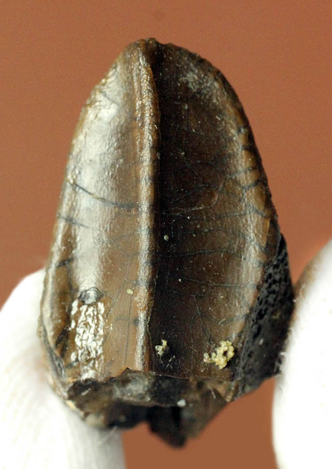 トリケラトプス(Triceratops)の歯化石。エナメル質とそのパターンが残された厳選品!(その1)