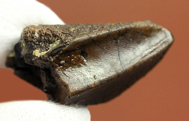 トリケラトプス(Triceratops)の歯化石。エナメル質とそのパターンが残された厳選品!(その10)