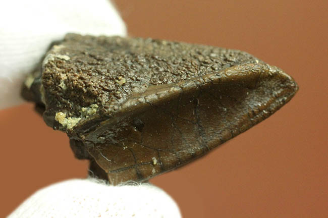トリケラトプス(Triceratops)の歯化石。エナメル質とそのパターンが残された厳選品!(その11)