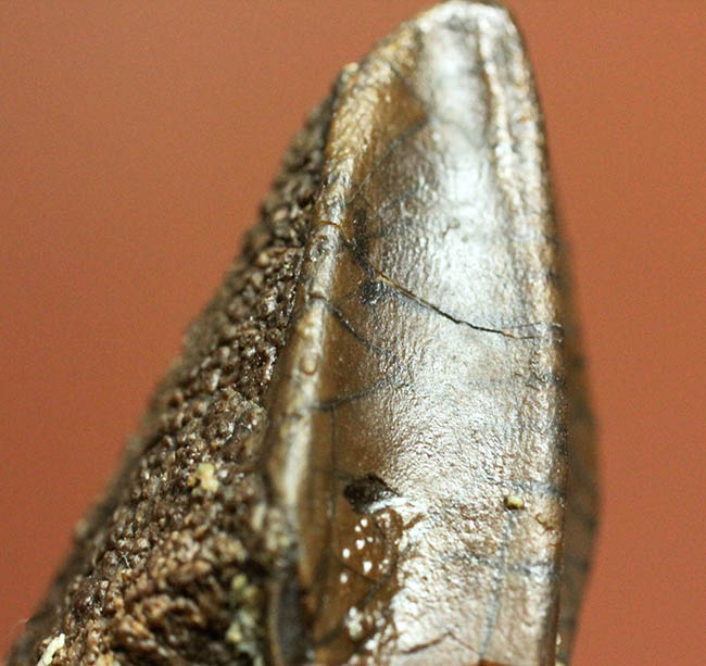 トリケラトプス(Triceratops)の歯化石。エナメル質とそのパターンが残された厳選品!(その3)
