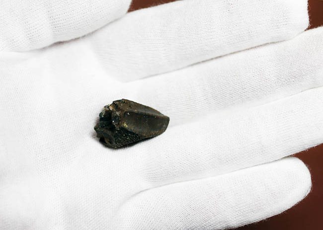 トリケラトプス(Triceratops)の歯化石。エナメル質とそのパターンが残された厳選品!(その6)