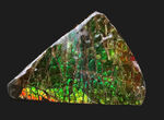 発色良し！鮮やかなグリーンに心が奪われる、美しきアンモライト（Ammolite）のピース